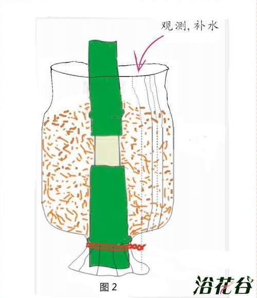 高压繁殖法【图文科普】