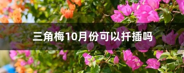 三角梅10月份可以扦插吗