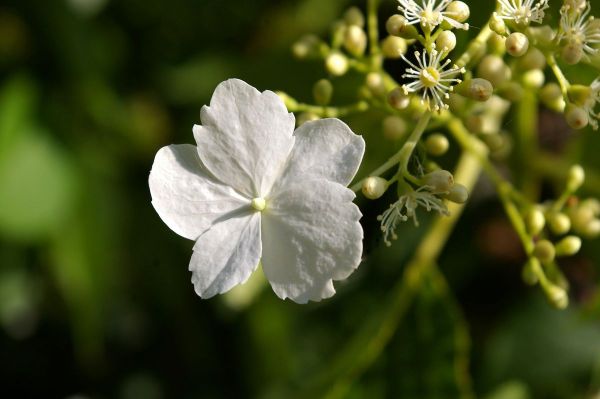 绣球花（攀援绣球花）