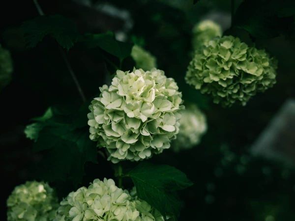 Flores blancas