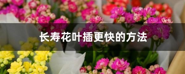 长寿花叶插更快的方法