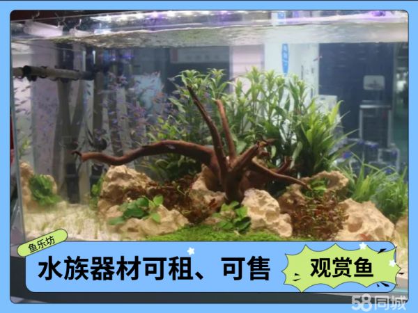 福州水族服务·福州水族行业老品牌鱼缸清洗、鱼缸养护鱼缸租售鱼缸维修鱼池景观观赏鱼出售