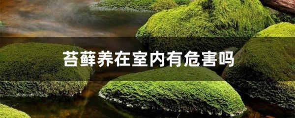 苔藓养在室内有危害吗