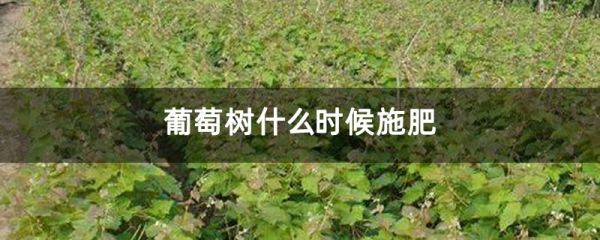 葡萄树什么时候施肥