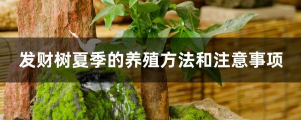 发财树夏季的养殖方法和注意事项