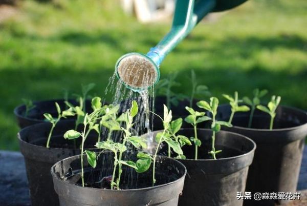 植物移栽换盆后，“头遍水”很重要。道理很简单，咋浇有诀窍