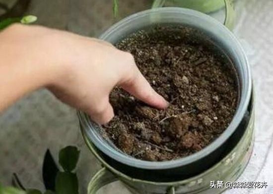 植物移栽换盆后，“头遍水”很重要。道理很简单，咋浇有诀窍