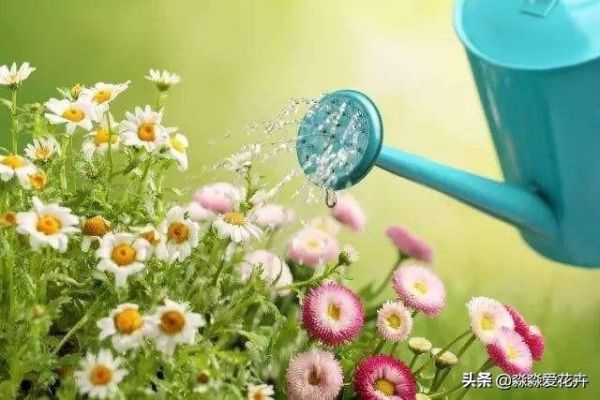 植物移栽换盆后，“头遍水”很重要。道理很简单，咋浇有诀窍