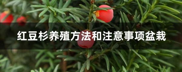 红豆杉养殖方法和注意事项盆栽