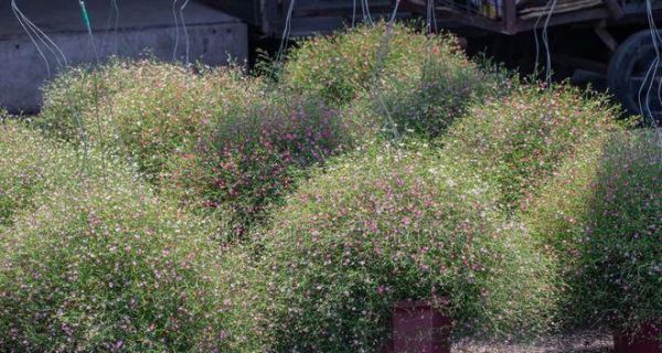 吉普赛满天星的种植方法和时间（打造花园中的绚烂色彩，吉普赛满天星是你的不二选择）