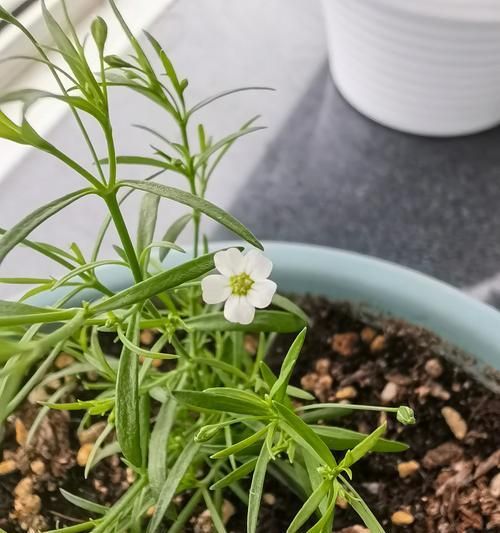 吉普赛满天星的种植方法和时间（打造花园中的绚烂色彩，吉普赛满天星是你的不二选择）