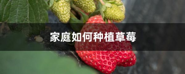 家庭如何种植草莓