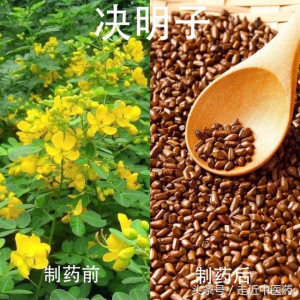 清热药——清热泻火药（夏枯草、决明子、密蒙花、青葙子）