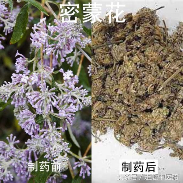 清热药——清热泻火药（夏枯草、决明子、密蒙花、青葙子）