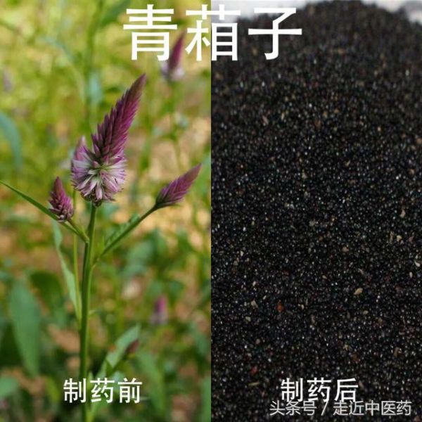 清热药——清热泻火药（夏枯草、决明子、密蒙花、青葙子）