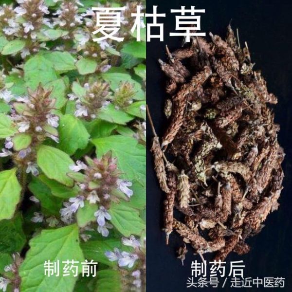 清热药——清热泻火药（夏枯草、决明子、密蒙花、青葙子）