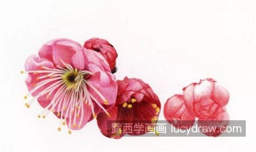 大雪梅花怎么画？详细的彩铅画教程是什么？