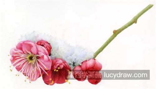 大雪梅花怎么画？详细的彩铅画教程是什么？