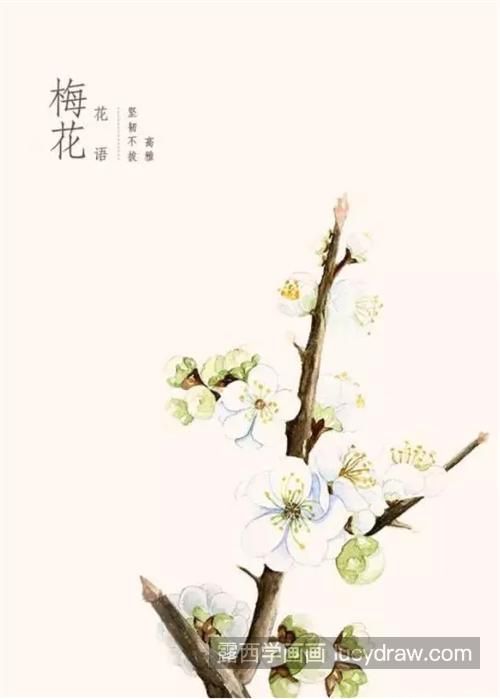 梅花怎么画？水彩绘画流程是什么？