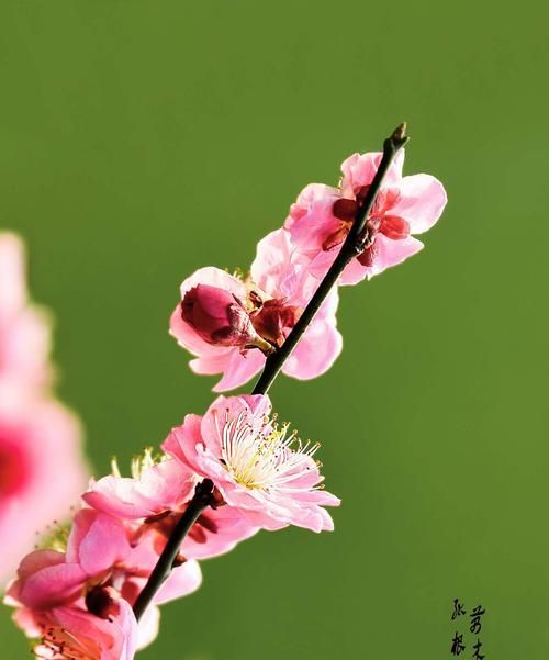 梅花的含义与寓意（探寻梅花的文化意义）