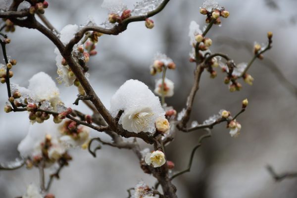 上海鲁迅公园的雪中腊梅花