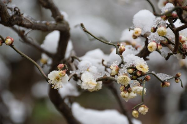 上海鲁迅公园的雪中腊梅花