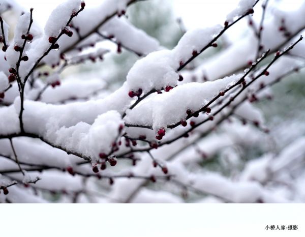 冬雪红梅