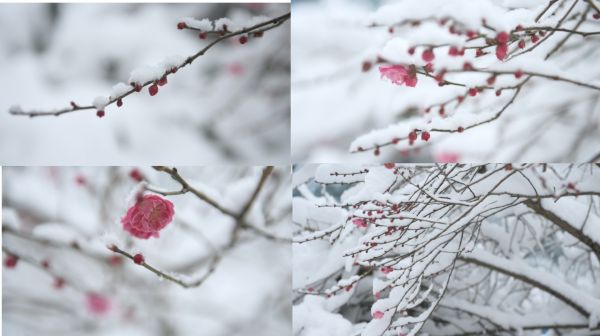 雪中红梅 梅花 雪梅 飞雪红梅 雪景