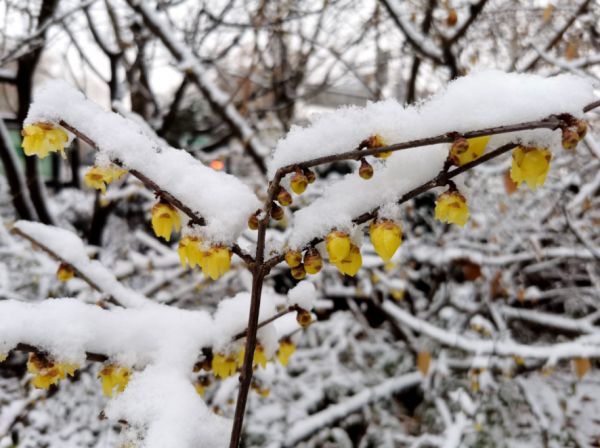 玩转河南丨来许昌“踏雪寻梅”，享受专属冬日的浪漫