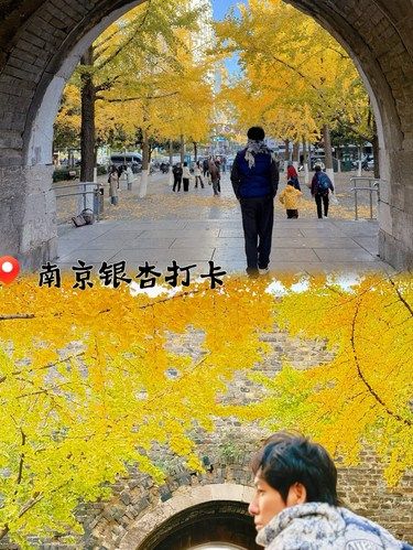 实时报道汉中门市民广场的银杏情况