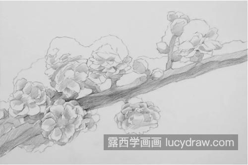 素描梅花怎么画？如何画出梅花的风骨？