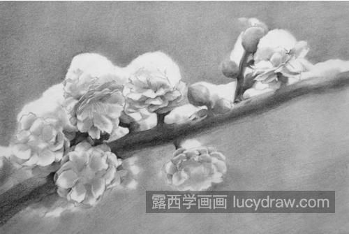 素描梅花怎么画？如何画出梅花的风骨？