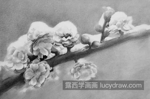 素描梅花怎么画？如何画出梅花的风骨？