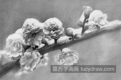 素描梅花怎么画？如何画出梅花的风骨？