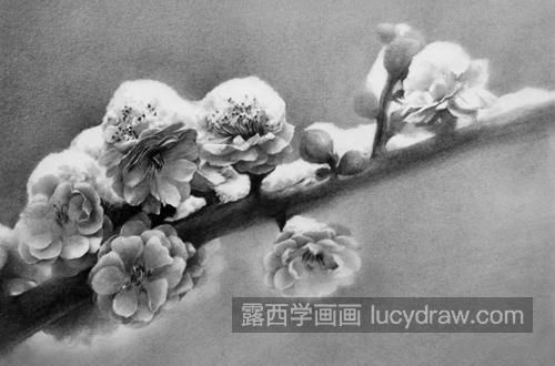 素描梅花怎么画？如何画出梅花的风骨？