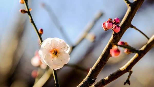 拍摄梅花的4个实用技巧