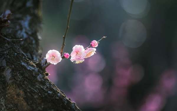 拍摄梅花的4个实用技巧