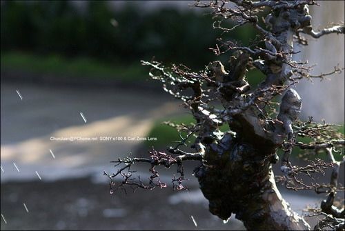 梅花盛放的春天网友分享梅花拍摄技巧