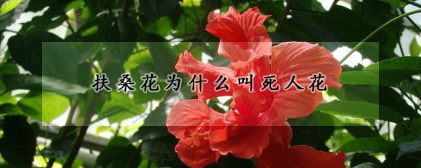 扶桑花为什么叫死人花