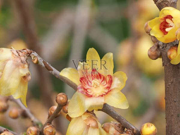 冬花系列，梅花花宏照片摄影图片