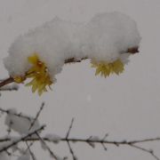 梅花叩雪