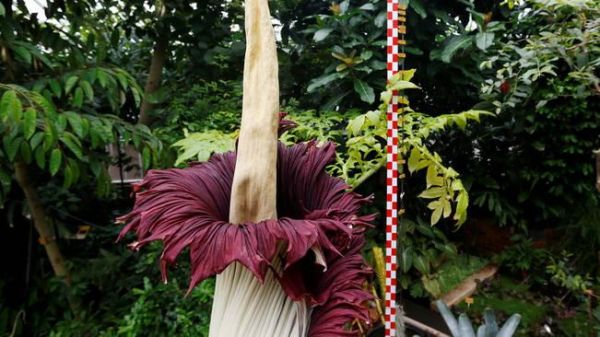 《鬼吹灯》里的尸花降临西双版纳植物园，数万游客前来闻“花臭”