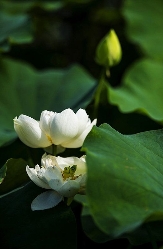 厦门园博园花卉展