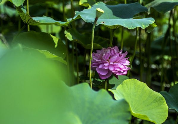 厦门园博园花卉展