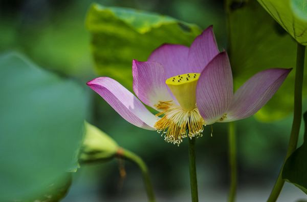 厦门园博园花卉展