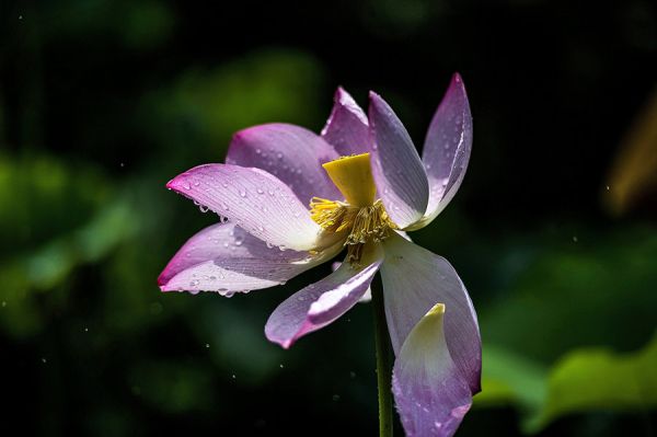 厦门园博园花卉展