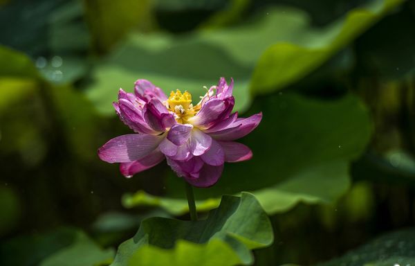 厦门园博园花卉展