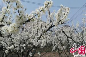 湖北黄石园博园“东楚杯”第二届郁金香节