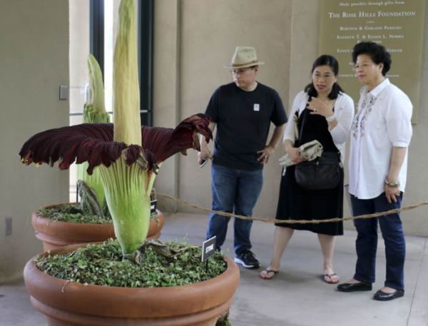 美国南加州杭廷顿图书馆一颗巨花魔芋（尸花）开始开花