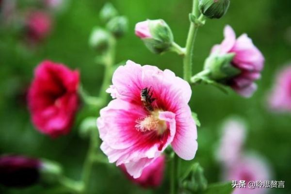 蜀葵花诗词精选一十八首 绿水青山看不足，墙边一片蜀葵红